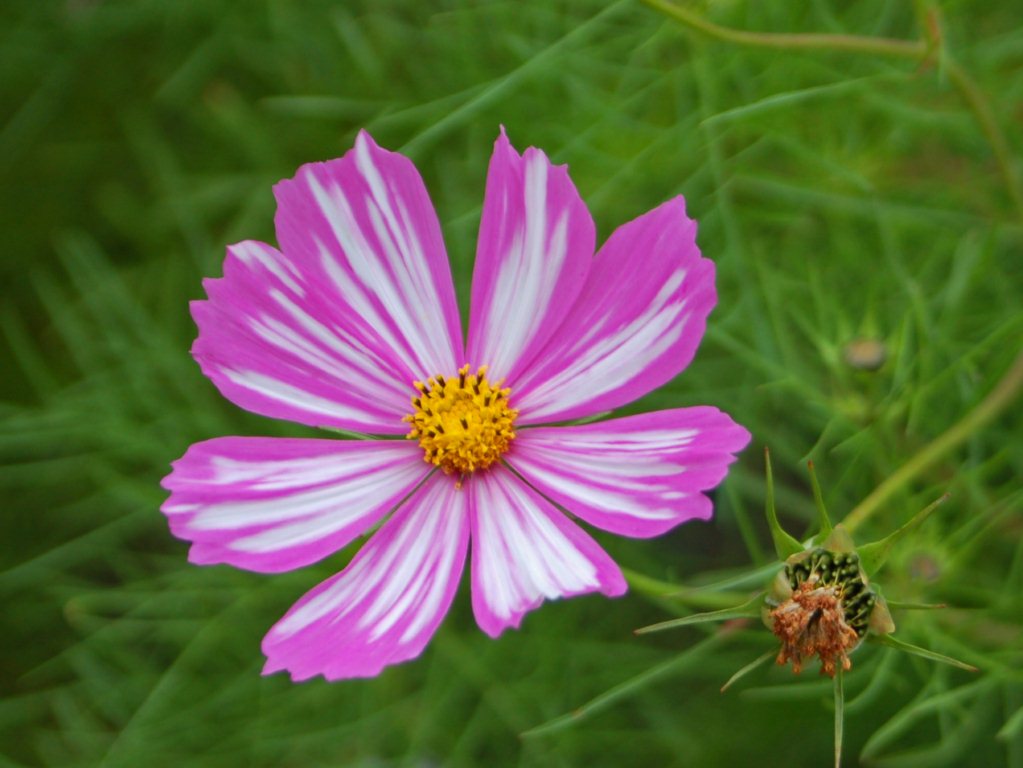 Dei bei fiori bianchi e rosa in attesa di un nome